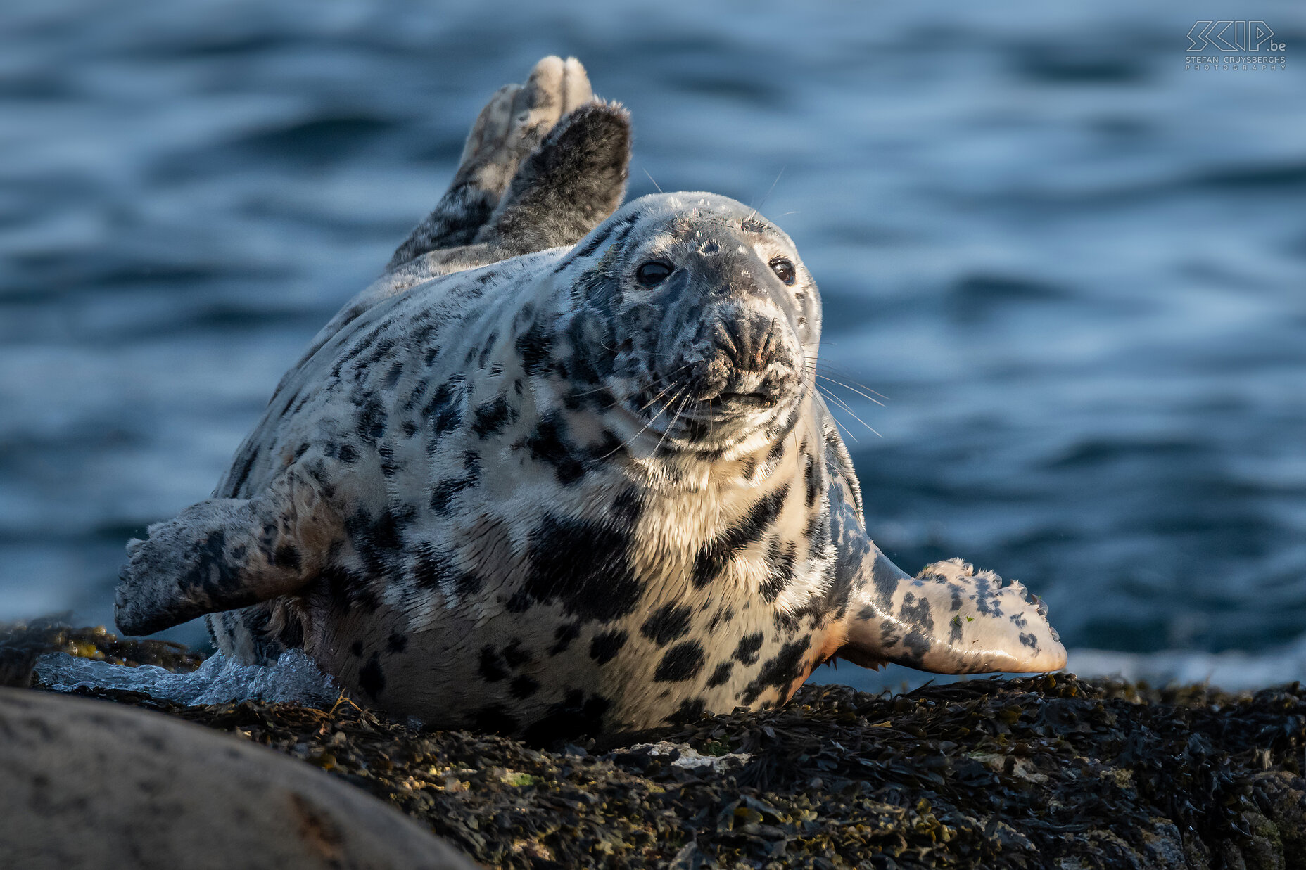 Farne Islands - Grey seal The Farne Islands are home to one of the largest Atlantic grey seal colonies on the east coast of England. Each autumn hundreds of pups are born here. When the tide is low, they mostly rest on some rocks. Stefan Cruysberghs